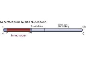 Image no. 2 for anti-Nucleoporin 62kDa (NUP62) (AA 24-178) antibody (ABIN968005) (NUP62 抗体  (AA 24-178))