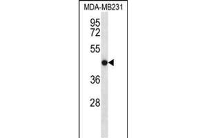 TMEM43 Antibody (Center) (ABIN656549 and ABIN2845811) western blot analysis in MDA-M cell line lysates (35 μg/lane). (TMEM43 抗体  (AA 195-223))