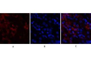 Immunofluorescence analysis of human stomach tissue. (CDK4 抗体  (N-Term))