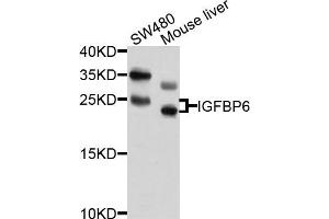 Western blot analysis of extracts of SW480 and mouse liver cells, using IGFBP6 antibody. (IGFBP6 抗体)