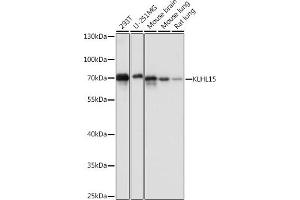 Western blot analysis of extracts of various cell lines, using KLHL15 antibody (ABIN7268079) at 1:1000 dilution. (KLHL15 抗体  (AA 1-300))