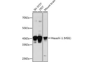 Western blot analysis of extracts of various cell lines, using Musashi-1 (Musashi-1 (MSI1)) Polyclonal Antibody (ABIN6134835, ABIN6144067, ABIN6144068 and ABIN6219720) at 1:1000 dilution. (MSI1 抗体  (AA 1-100))