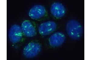 IF analysis of TMEM50B using anti-TMEM50B antibody (ABIN7603241). (TMEM50B 抗体  (N-Term))