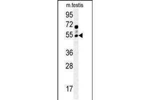 Western blot analysis in mouse testis tissue lysates (15ug/lane).