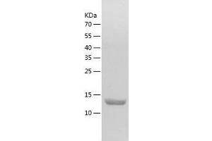 Western Blotting (WB) image for Programmed Cell Death 5 (PDCD5) (AA 1-125) protein (His tag) (ABIN7124576) (PDCD5 Protein (AA 1-125) (His tag))