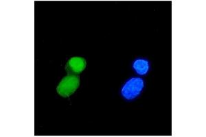 IF analysis of TIF1 gamma/TRIM33 using anti-TIF1 gamma/TRIM33 antibody (ABIN7599621). (TRIM33 抗体  (AA 1001-1127))