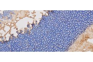 Immunohistochemistry of paraffin-embedded Mouse retina using RBP3 Polyclonal Antibody at dilution of 1:50 (RBP3 抗体)