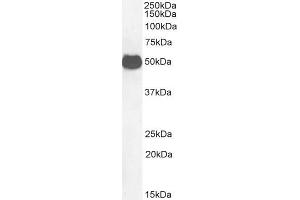Western Blotting (WB) image for anti-Glial Fibrillary Acidic Protein (GFAP) (C-Term) antibody (ABIN185730)
