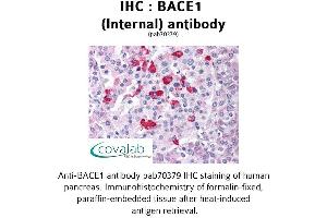 Image no. 1 for anti-Beta-secretase 1 (BACE1) (Internal Region) antibody (ABIN1732171) (BACE1 抗体  (Internal Region))