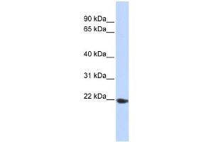 TMED1 antibody used at 1 ug/ml to detect target protein. (TMED1 抗体  (Middle Region))