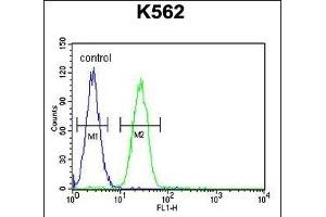 TBX6 Antibody (C-term) (ABIN655896 and ABIN2845296) flow cytometric analysis of K562 cells (right histogram) compared to a negative control cell (left histogram). (T-Box 6 抗体  (C-Term))