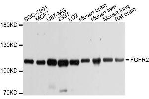 Western blot analysis of extracts of various cell lines, using FGFR2 antibody. (FGFR2 抗体  (AA 245-345))