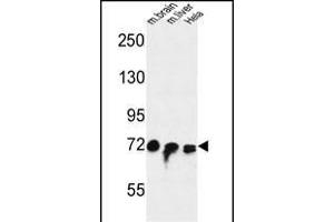 FA Antibody (Center) (ABIN653672 and ABIN2843004) western blot analysis in mouse brain,liver tissue and Hela cell line lysates (35 μg/lane). (STRIP1 抗体  (AA 352-381))