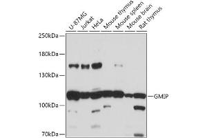 Western blot analysis of extracts of various cell lines, using GMIP antibody (ABIN7267369) at 1:1000 dilution. (GMIP 抗体  (AA 1-91))