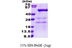 SDS-PAGE (SDS) image for N(alpha)-Acetyltransferase 30, NatC Catalytic Subunit (NAA30) (AA 1-362) protein (His tag) (ABIN6387229) (NAA30 Protein (AA 1-362) (His tag))