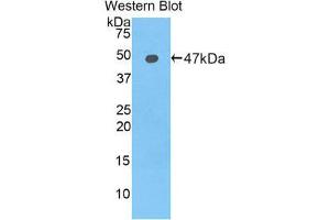 Western Blotting (WB) image for anti-Lipocalin 12 (LCN12) (AA 30-193) antibody (ABIN1859626) (LCN12 抗体  (AA 30-193))