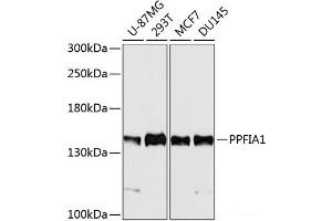 Western blot analysis of extracts of various cell lines using PPFIA1 Polyclonal Antibody at dilution of 1:5000. (PPFIA1 抗体)
