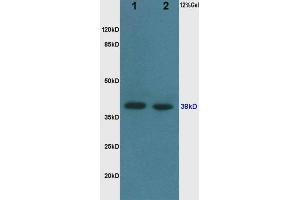 Western Blotting (WB) image for anti-Glyceraldehyde-3-Phosphate Dehydrogenase (GAPDH) (AA 1-335) antibody (ABIN678458) (GAPDH 抗体  (AA 1-335))