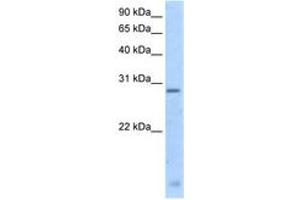 Image no. 1 for anti-Regulator of G-Protein Signalling 18 (RGS18) (N-Term) antibody (ABIN205001) (RGS18 抗体  (N-Term))