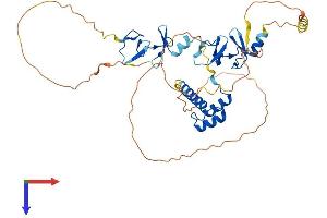 LHX2 Protein (AA 1-406) (His tag)