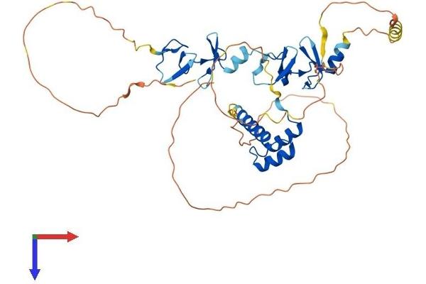 LHX2 Protein (AA 1-406) (His tag)