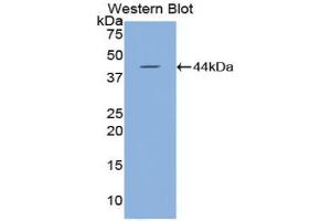 Western blot analysis of recombinant Mouse HYAL2. (HYAL2 抗体  (AA 23-447))