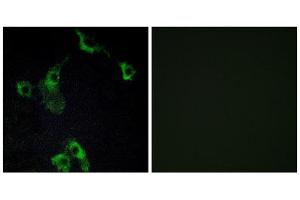 Immunofluorescence (IF) image for anti-Cell Death-Inducing DFFA-Like Effector B (CIDEB) (Internal Region) antibody (ABIN1850417) (CIDEB 抗体  (Internal Region))