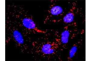 Proximity Ligation Assay (PLA) image for anti-Cyclin B1 (CCNB1) (AA 1-433) antibody (ABIN514100)
