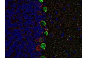 Indirect immunolabeling of PFA fixed, paraffin embedded mouse cerebellum with guinea pig anti-GAT 1 (dilution 1 : 500; red) and chicken anti-calbindin (, dilution 1 : 500; green).