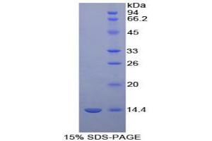 SDS-PAGE analysis of Cow D-Aspartate Oxidase Protein.