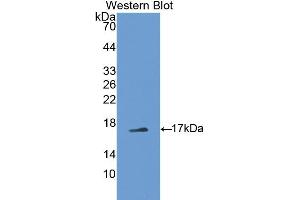 Western blot analysis of recombinant Mouse PTN. (Pleiotrophin 抗体  (AA 33-168))