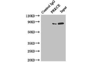 Immunoprecipitating PRKCE in MCF-7 whole cell lysate Lane 1: Rabbit control IgG instead of (1 μg) instead of ABIN7165706 in MCF-7 whole cell lysate. (PKC epsilon 抗体  (AA 488-737))
