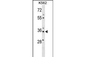 PDLIM4 Antibody (Center) (ABIN1538654 and ABIN2849500) western blot analysis in K562 cell line lysates (35 μg/lane). (PDLIM4 抗体  (AA 74-103))