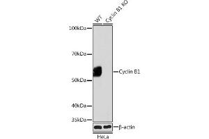 Western blot analysis of extracts from wild type (WT) and Cyclin B1 knockout (KO) HeLa cells, using Cyclin B1 antibody (ABIN7266553) at 1:1000 dilution.