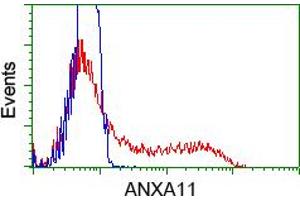 HEK293T cells transfected with either pCMV6-ENTRY ANXA11 (RC212191) (Red) or empty vector control plasmid (Blue) were immunostained with anti-ANXA11 mouse monoclonal (ABIN2452757), and then analyzed by flow cytometry. (Annexin A11 抗体)