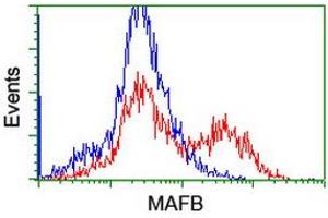 Image no. 2 for anti-Transcription Factor MafB (MAFB) antibody (ABIN1499251) (MAFB 抗体)
