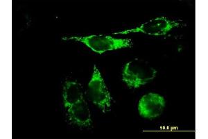 Immunofluorescence of purified MaxPab antibody to TFAM on HeLa cell. (TFAM 抗体  (AA 1-246))