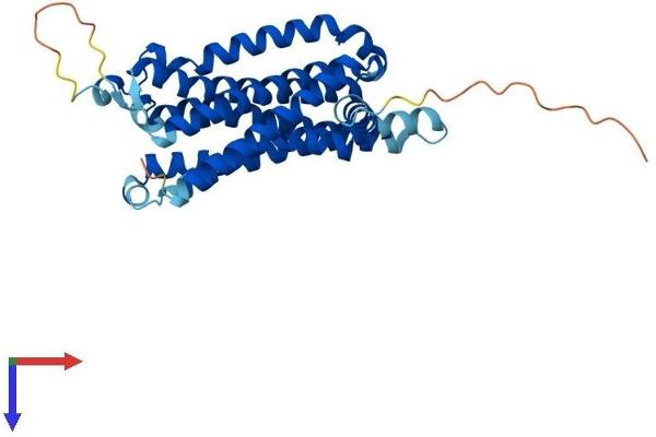 Adenosine A2b Receptor Protein (ADORA2B) (AA 1-332) (His tag)