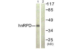Western Blotting (WB) image for anti-Heterogeneous Nuclear Ribonucleoprotein D (HNRNPD) (Ser83) antibody (ABIN1848048)