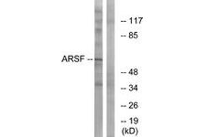 Western blot analysis of extracts from COS7 cells, using ARSF Antibody. (ARSF 抗体  (AA 301-350))