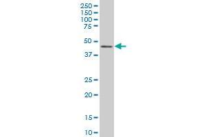 IRF2 monoclonal antibody (M01), clone 3D6 Western Blot analysis of IRF2 expression in Hela S3 NE . (IRF2 抗体  (AA 216-315))