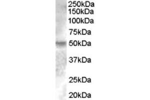 Image no. 1 for anti-Estrogen-Related Receptor gamma (ESRRG) (Internal Region) antibody (ABIN375117) (ESRRG 抗体  (Internal Region))