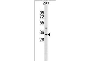 GLYAT Antibody (Center) (ABIN656988 and ABIN2846171) western blot analysis in 293 cell line lysates (35 μg/lane). (GLYAT 抗体  (AA 171-199))