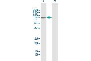 Western Blot analysis of C13orf18 expression in transfected 293T cell line by C13orf18 MaxPab polyclonal antibody. (C13orf18 抗体  (AA 1-595))