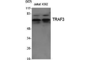Western Blot (WB) analysis of specific cells using TRAF3 Polyclonal Antibody. (TRAF3 抗体  (Internal Region))