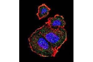 Confocal immunofluorescent analysis of Phospho-TSC2-p Antibody (ABIN389800 and ABIN2839696) with MCF-7 cell followed by Alexa Fluor 488-conjugated goat anti-rabbit lgG (green). (Tuberin 抗体  (pSer939))