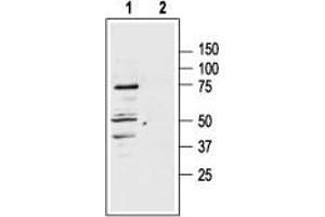 Western blot analysis of rat adrenal lysate: - 1. (MC1 Receptor 抗体  (3rd Intracellular Loop))