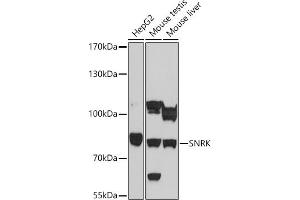 Western blot analysis of extracts of various cell lines, using SNRK antibody (ABIN7270381) at 1:1000 dilution. (SNRK 抗体  (AA 140-240))