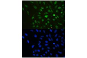IF analysis of HP1 gamma using anti-HP1 gamma antibody (ABIN5693033). (CBX3 抗体  (AA 2-183))