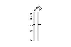 Western blot analysis of lysates from HT-1080, K562 cell line (from left to right), using MRGPRX3 Antibody (N-term) (ABIN6243666 and ABIN6577608). (MRGPRX3 抗体  (N-Term))
